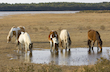 wild horses drinking water at a pond